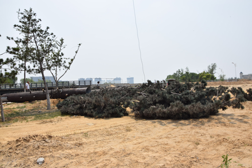 �F���C�ϴ��S�����������