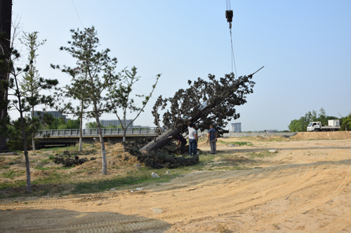 �F���C�ϴ��S�����������